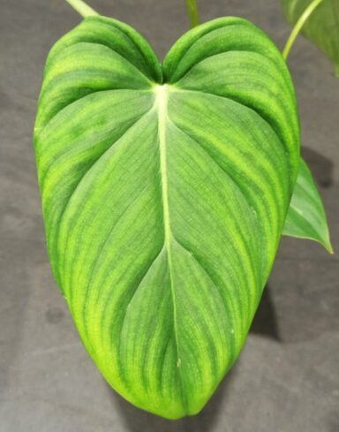 Philodendron Pastazanum alternative