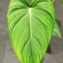 Philodendron Pastazanum feuille verte lisse en forme de coeur