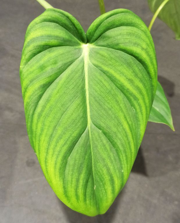 Philodendron Pastazanum feuille verte lisse en forme de coeur