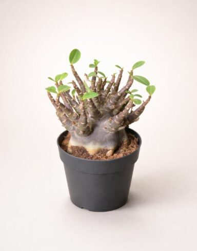 Adenium obesum - rose du desert