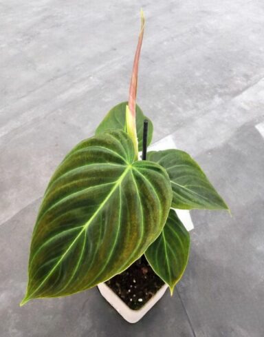 Philodendron Splendid alternative