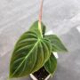 philodendron splendid