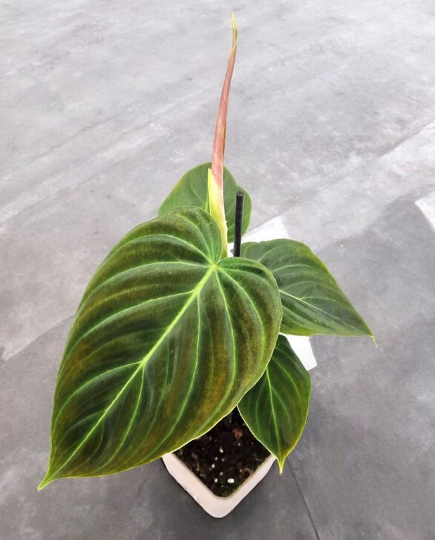 philodendron splendid