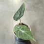 alocasia dragon moon