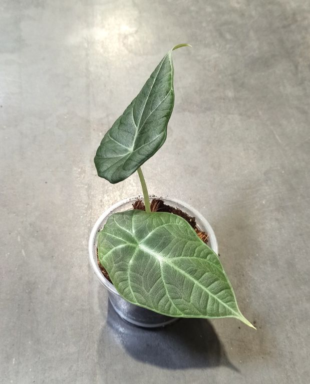 alocasia dragon moon