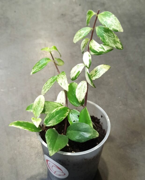 Aeschynanthus lobbianus Variegata