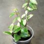 Aeschynanthus lobbianus Variegata