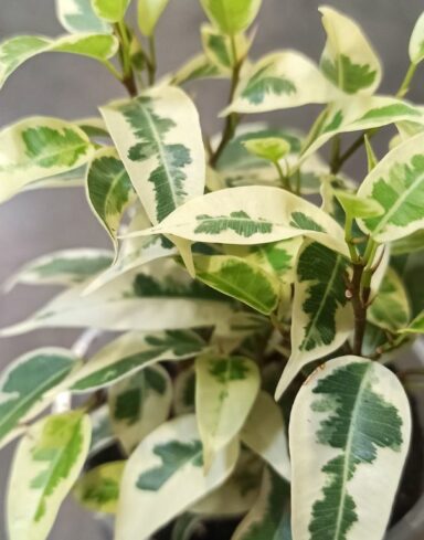 Ficus Benjamina Samantha alternative