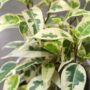 Ficus benjamina Samantha