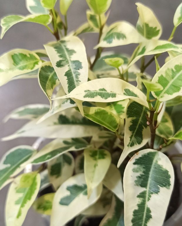 Ficus benjamina Samantha