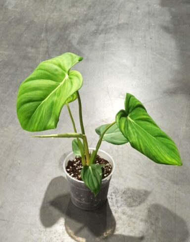 Philodendron Pastazanum plante rare