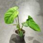 Philodendron Pastazanum plante rare