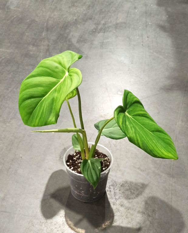 Philodendron Pastazanum plante rare