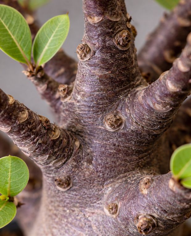 Adenium obesum - rose du desert