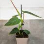 philodendron splendid