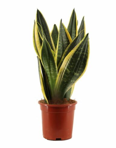 sansevieria trifasciata langue de belle-mère