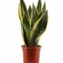 sansevieria trifasciata langue de belle-mère