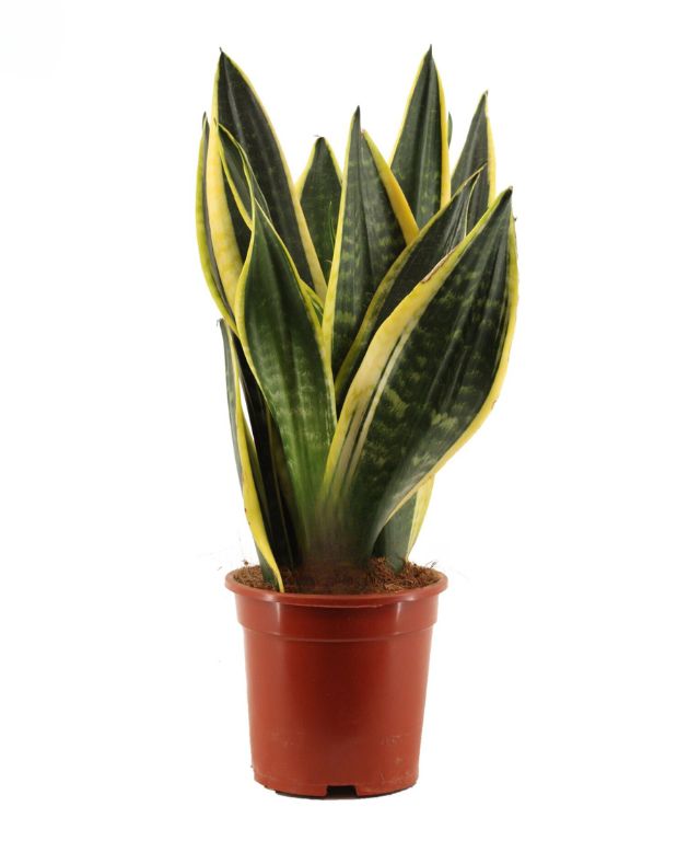 sansevieria trifasciata langue de belle-mère