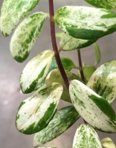 Aeschynanthus Lobbianus Variegata alternative
