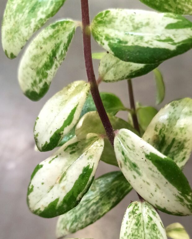 Aeschynanthus lobbianus Variegata