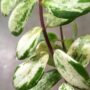 Aeschynanthus lobbianus Variegata