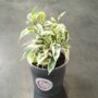 Ficus benjamina Samantha