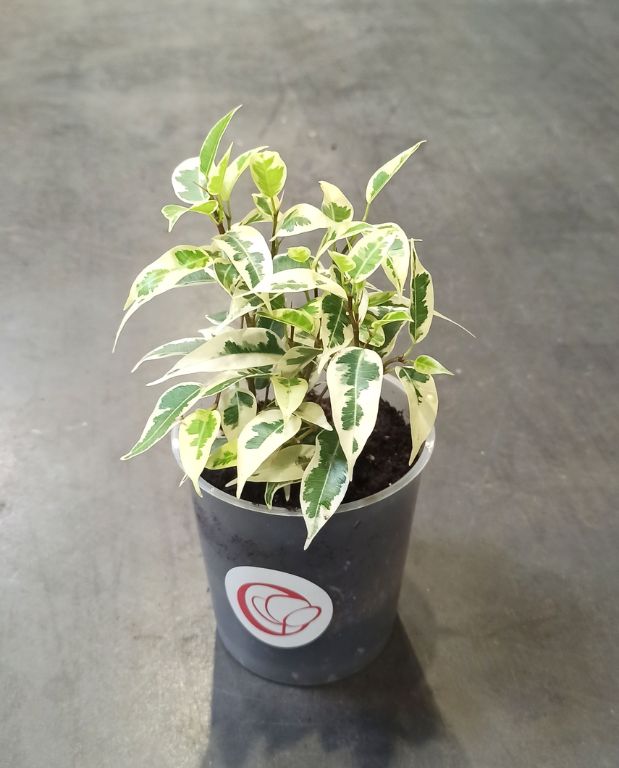 Ficus benjamina Samantha