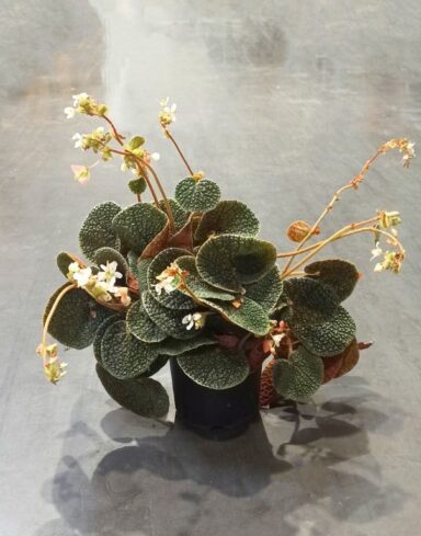 Begonia pavonina bullatifolia