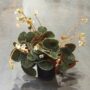 Begonia pavonina bullatifolia
