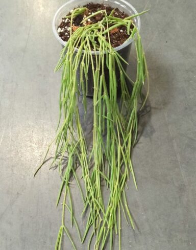 hoya linearis