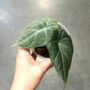 alocasia dragon moon