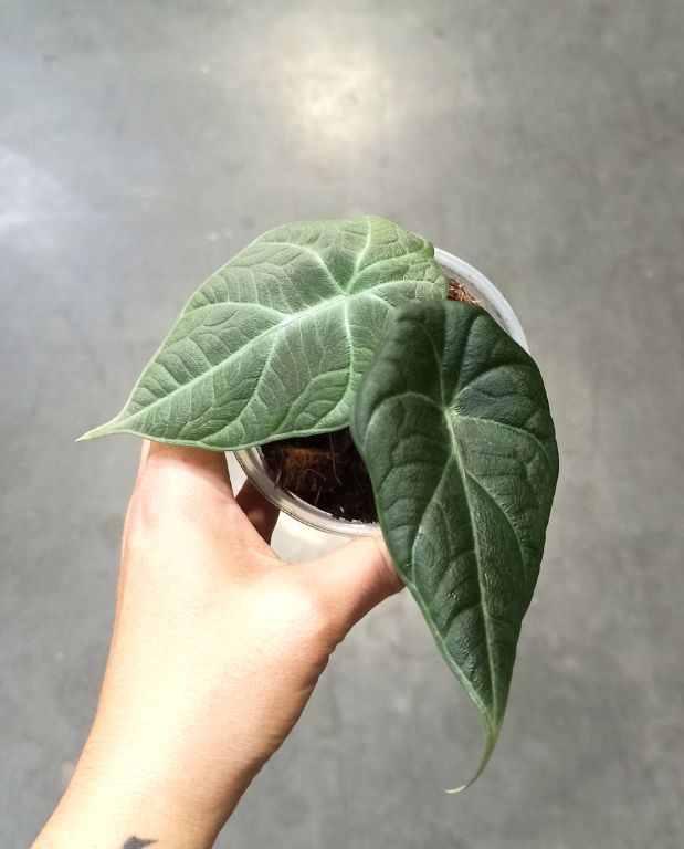 alocasia dragon moon