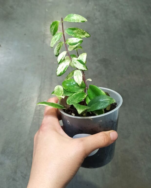 Aeschynanthus lobbianus Variegata
