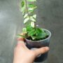 Aeschynanthus lobbianus Variegata
