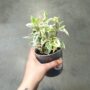 Ficus benjamina Samantha