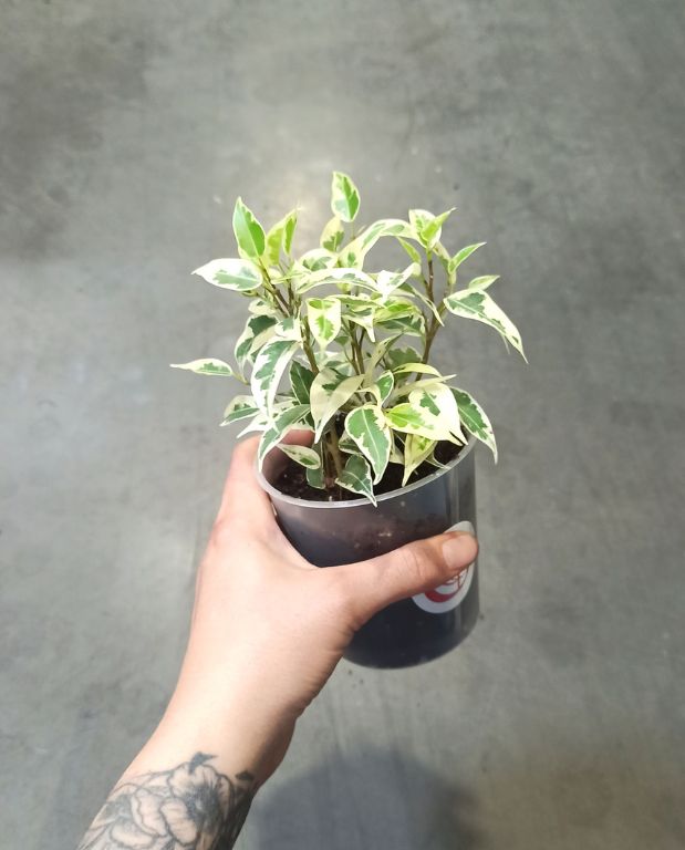 Ficus benjamina Samantha