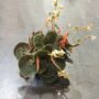 Begonia pavonina bullatifolia