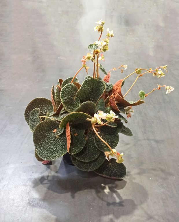 Begonia pavonina bullatifolia