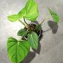Philodendron Pastazanum vue de dessus feuillage vert forme de coeur