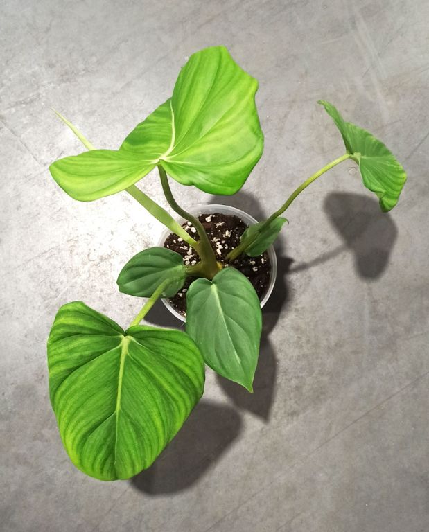 Philodendron Pastazanum vue de dessus feuillage vert forme de coeur