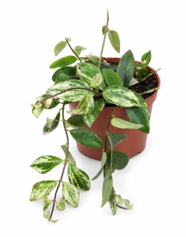 Aeschynanthus Lobbianus Variegata