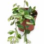 Aeschynanthus Lobbianus Variegata