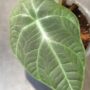 alocasia dragon moon