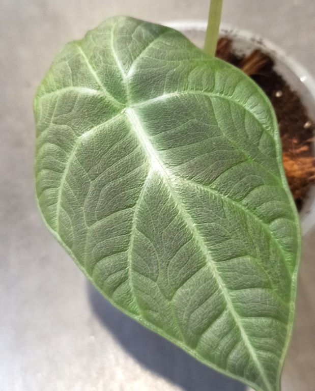 alocasia dragon moon