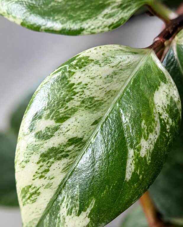 Aeschynanthus Lobbianus Variegata