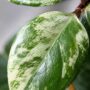 Aeschynanthus Lobbianus Variegata