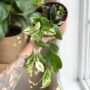 Aeschynanthus Lobbianus Variegata