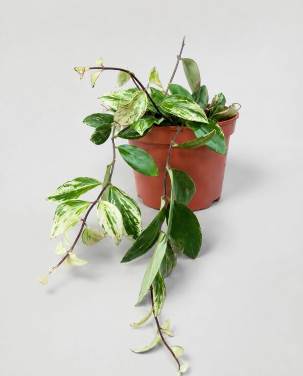 Aeschynanthus Lobbianus Variegata