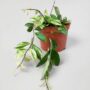 Aeschynanthus Lobbianus Variegata