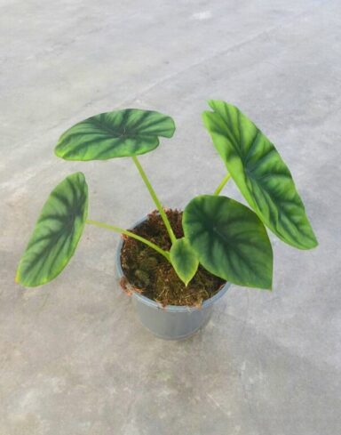 Alocasia Clypeolata Green Shield alternative